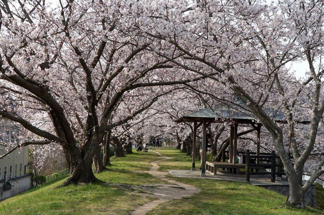 倉敷市さんのインスタグラム写真 - (倉敷市Instagram)「【 4月7日朝 酒津公園の桜】 4月7日8時、既にお花見の人と桜の撮影の人が大勢来られていました。  ほぼ満開。明日か明後日には完全に満開になりそうです。  #酒津公園 #桜 #さくら #花見 #sakura #倉敷市 #倉敷 #kurashiki  #クラシキ文華 #クラシキブンカ #japan #japantrip #travel #trip #旅 #旅行 #instgramjapan #visitjapanjp」4月7日 14時54分 - kurashiki_city