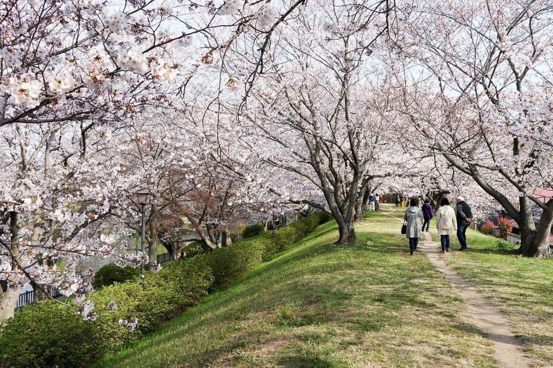 倉敷市さんのインスタグラム写真 - (倉敷市Instagram)「【 4月7日朝 酒津公園の桜】 4月7日8時、既にお花見の人と桜の撮影の人が大勢来られていました。  ほぼ満開。明日か明後日には完全に満開になりそうです。  #酒津公園 #桜 #さくら #花見 #sakura #倉敷市 #倉敷 #kurashiki  #クラシキ文華 #クラシキブンカ #japan #japantrip #travel #trip #旅 #旅行 #instgramjapan #visitjapanjp」4月7日 14時54分 - kurashiki_city