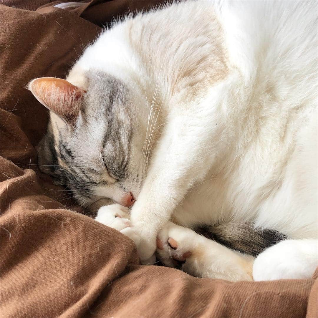ホタテ＆クラム＆シラスのインスタグラム：「今日はお家でぐっすりです^ ^ #cat #neko #ScottishFold #猫 #ねこ #スコティッシュフォールド #catstagram #instagram #instagramjapan #ig_japan #igersjp」