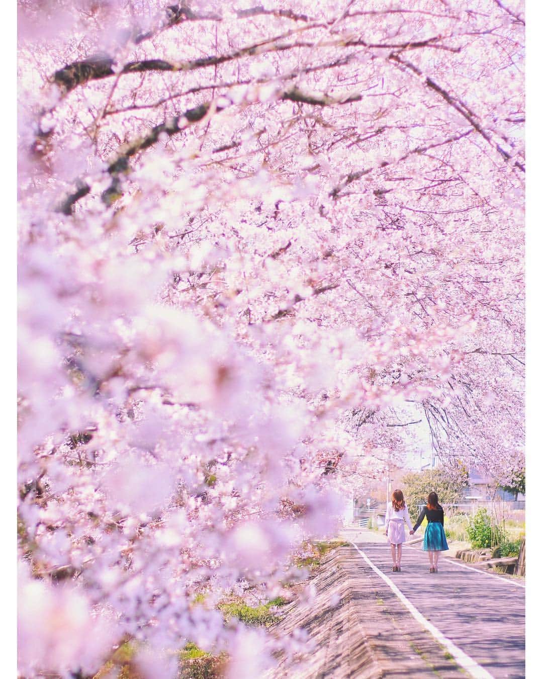 メグのん♡ A k i k oさんのインスタグラム写真 - (メグのん♡ A k i k oInstagram)「♡Under the cherry blossoms . . .  この世に桜という花が無ければ、 . いつ咲くのかと そわそわしたり、 咲いた咲いたと うきうきしたり、 もう散るのかと さめざめしたり、 . わたしの心が こんなに忙しく、 疲れ果てることも無かろう . . なんとも憎らしい花 . . この世に桜が在るかぎり、 わたしは 春が来るたび疲れ果てる運命なのだ . 幸か不幸か さくら、さくら♩ . . . ♡」4月7日 20時44分 - meg_and_non