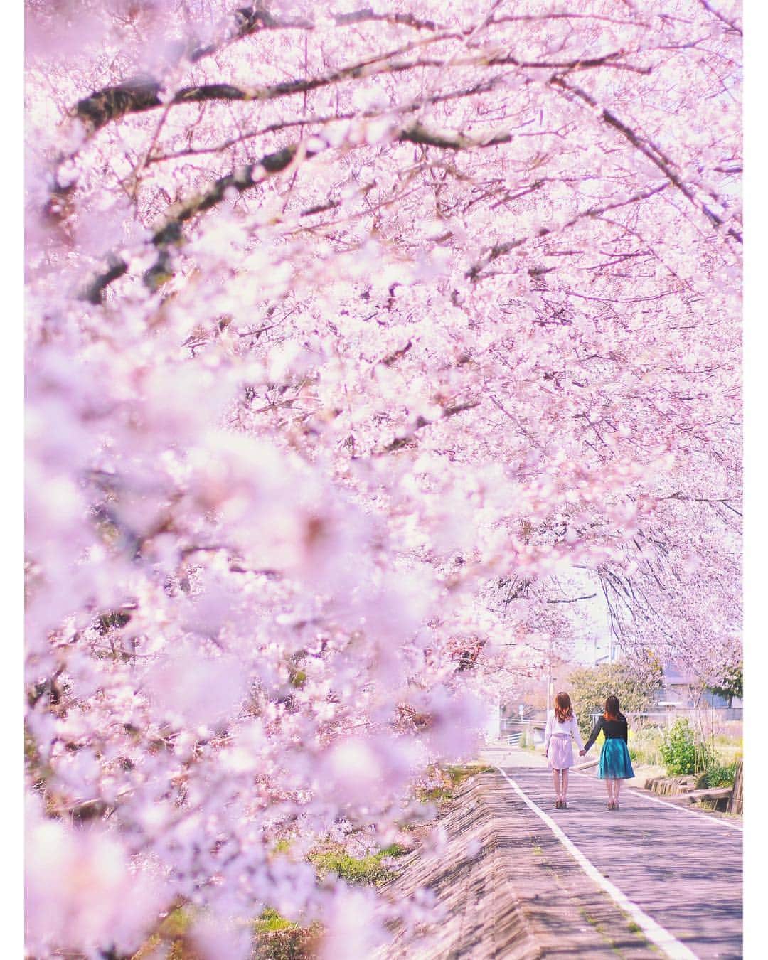 メグのん♡ A k i k oのインスタグラム：「♡Under the cherry blossoms . . .  この世に桜という花が無ければ、 . いつ咲くのかと そわそわしたり、 咲いた咲いたと うきうきしたり、 もう散るのかと さめざめしたり、 . わたしの心が こんなに忙しく、 疲れ果てることも無かろう . . なんとも憎らしい花 . . この世に桜が在るかぎり、 わたしは 春が来るたび疲れ果てる運命なのだ . 幸か不幸か さくら、さくら♩ . . . ♡」