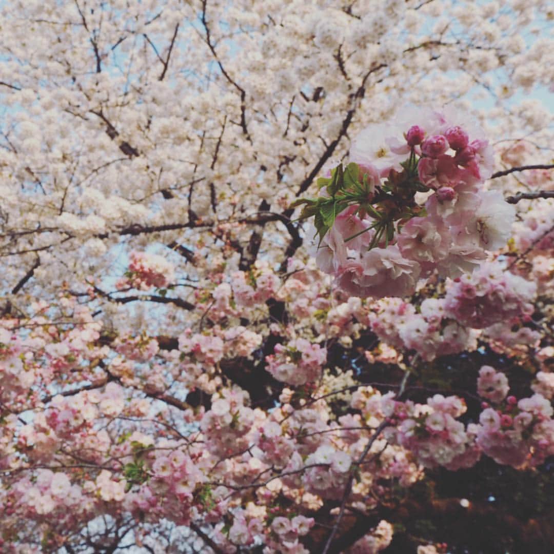 亀恭子さんのインスタグラム写真 - (亀恭子Instagram)「お花見 ＠新宿御苑 . . . 快晴、満開。 . . 美しいですね〜 日本、love❤︎ . . . からの、水族館。 平和な日曜日。 . . #cherryblossom #spring #japan #love #❤︎」4月7日 20時38分 - kame_kyo