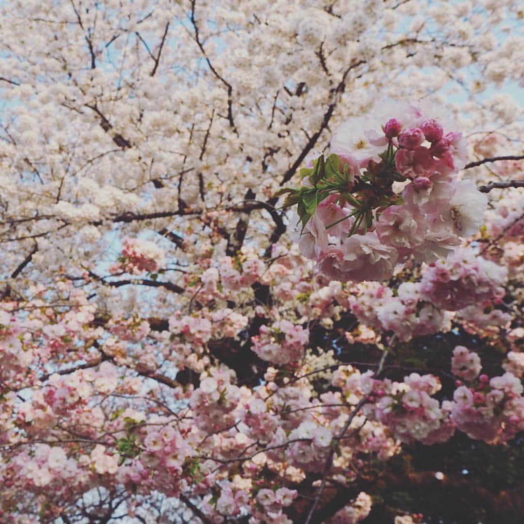 亀恭子のインスタグラム：「お花見 ＠新宿御苑 . . . 快晴、満開。 . . 美しいですね〜 日本、love❤︎ . . . からの、水族館。 平和な日曜日。 . . #cherryblossom #spring #japan #love #❤︎」