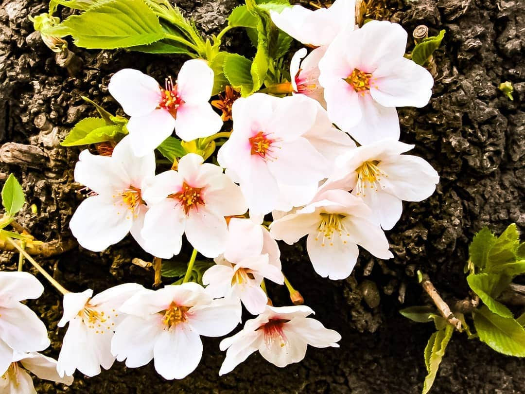 風麻さんのインスタグラム写真 - (風麻Instagram)「平成最後の桜でした。 平和な公園と、小さい神社の夜桜。  #桜 #さくら #cherryblossom #花見 #平成最後 #photography #photo #コンデジ写真部 #平成最後の桜」4月7日 20時41分 - fumadora002