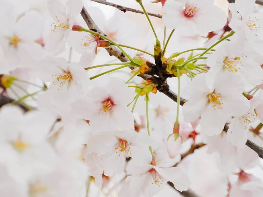 風麻さんのインスタグラム写真 - (風麻Instagram)「平成最後の桜でした。 平和な公園と、小さい神社の夜桜。  #桜 #さくら #cherryblossom #花見 #平成最後 #photography #photo #コンデジ写真部 #平成最後の桜」4月7日 20時41分 - fumadora002