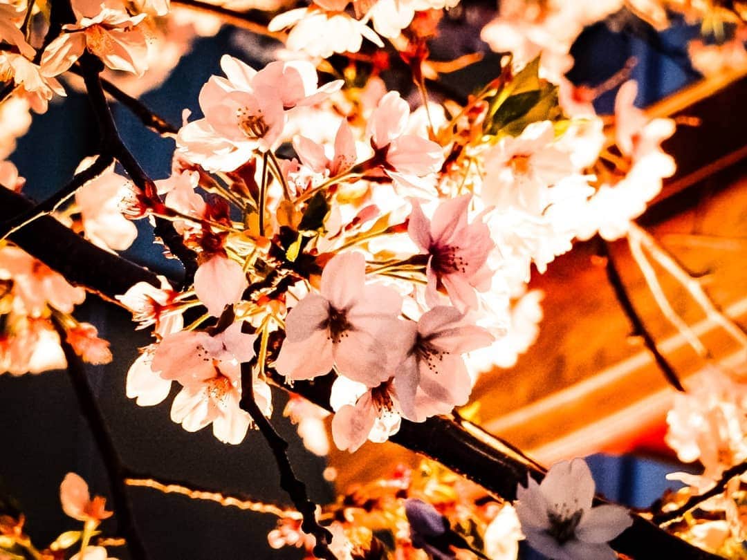 風麻さんのインスタグラム写真 - (風麻Instagram)「平成最後の桜でした。 平和な公園と、小さい神社の夜桜。  #桜 #さくら #cherryblossom #花見 #平成最後 #photography #photo #コンデジ写真部 #平成最後の桜」4月7日 20時41分 - fumadora002