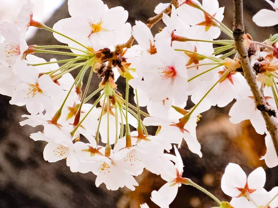 風麻さんのインスタグラム写真 - (風麻Instagram)「平成最後の桜でした。 平和な公園と、小さい神社の夜桜。  #桜 #さくら #cherryblossom #花見 #平成最後 #photography #photo #コンデジ写真部 #平成最後の桜」4月7日 20時41分 - fumadora002