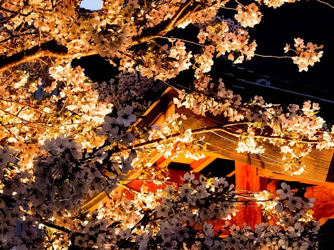 風麻さんのインスタグラム写真 - (風麻Instagram)「平成最後の桜でした。 平和な公園と、小さい神社の夜桜。  #桜 #さくら #cherryblossom #花見 #平成最後 #photography #photo #コンデジ写真部 #平成最後の桜」4月7日 20時41分 - fumadora002