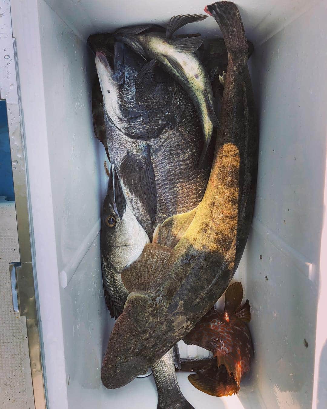 つるの剛士さんのインスタグラム写真 - (つるの剛士Instagram)「チヌも引っこ抜いたった。  というわけで本日の釣るの剛士は大漁！ 竿ガシラいただきました🐟  今日の模様は、後日 #釣りよかでしょう 見てね🎣  ばいばい九州！ばい  #釣りよか #むねお船 #釣るの剛士」4月7日 15時21分 - takeshi__tsuruno