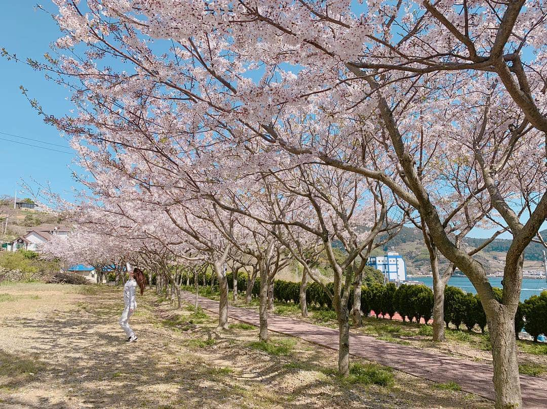 ホ・ヨンジュ さんのインスタグラム写真 - (ホ・ヨンジュ Instagram)「껑충! 닿을듯 말듯 🌸 봄이 젤 좋다. 아름답게 피어나는 계절 😊 . . #욕지도 #여행 #벚꽃 #바다 #여행에미치다 #자유 #꽃」4月7日 15時16分 - good7919