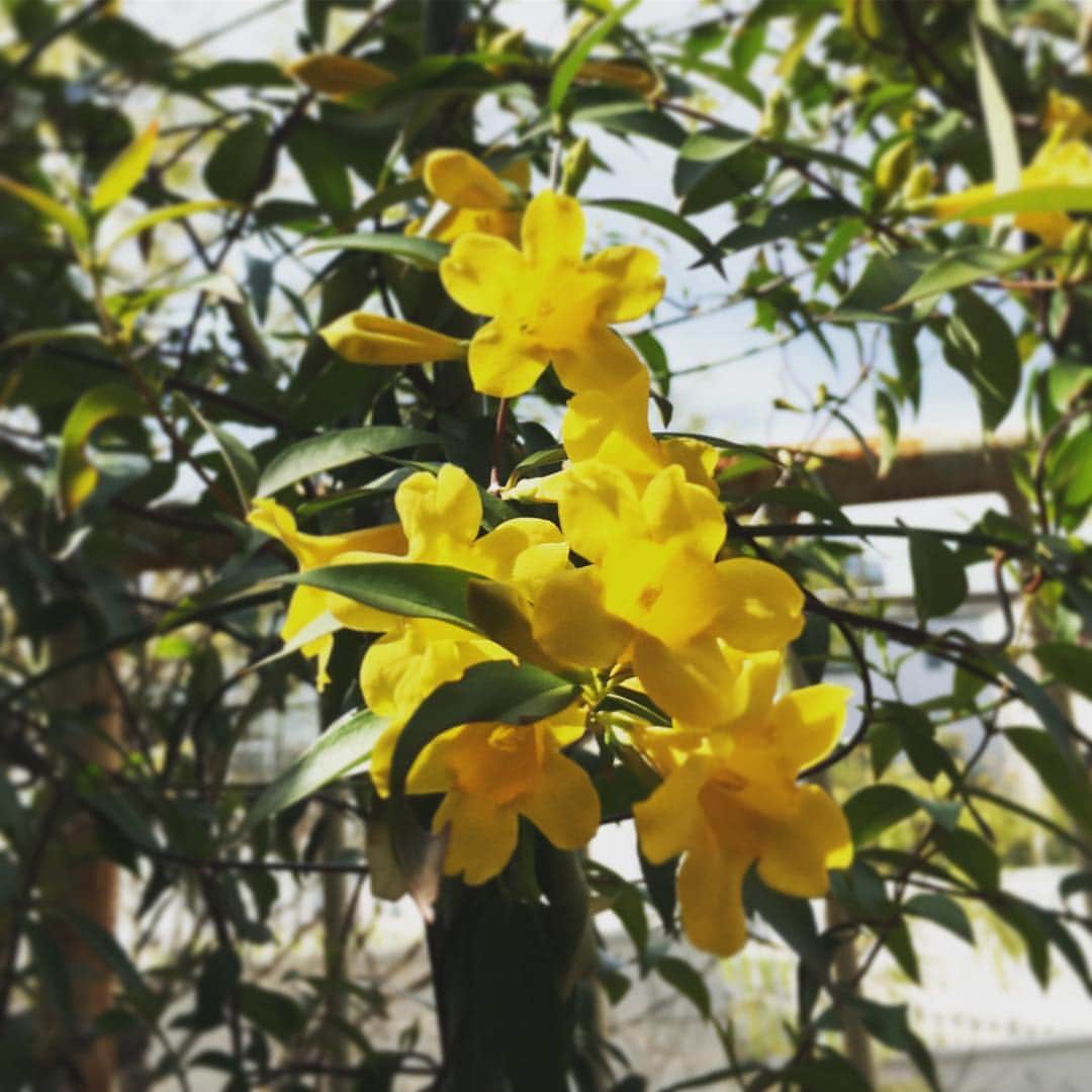 高岡早紀 さんのインスタグラム写真 - (高岡早紀 Instagram)「いっぱい咲いてるよ、カロライナジャスミン。 元気が貰えるっ！黄色っ！  #早紀おウチガーデニング」4月7日 15時17分 - saki_takaoka