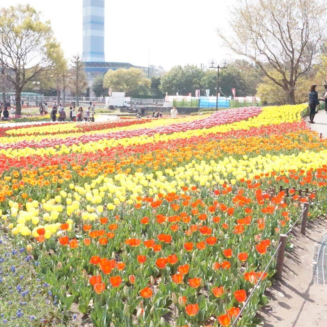 kazumiさんのインスタグラム写真 - (kazumiInstagram)「. ４月６日土曜日 . お婆ちゃんと一緒に 「木曽三川公園、チューリップ祭り」に行って来ました🐶🐶🌷🌷🌷 . いいお天気でルカ&レアもご機嫌\(* ¨̮*)/\(*¨̮ *)/💝 * * * #ルカ#ルーちゃん#レア#レアちゃん#愛犬#癒し#可愛い#ダックス#ダックスフンド#ミニチュアダックス#ミニチュアダックスフンド#木曽三川公園#チューリップ#めっちゃ綺麗#お散歩日和#ヤンチャ姫#シニア犬#レア日記#お爺ちゃん日記 #dachshund#miniaturedachshund#dachshund_world#dogstagram#dogofinstagram#dachshundsofinstagram#dachshundlove#instadog#cute#pretty#love」4月7日 15時30分 - dagumama