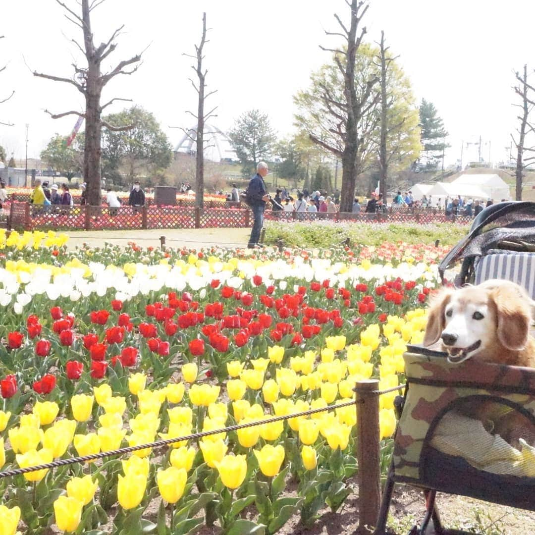 kazumiさんのインスタグラム写真 - (kazumiInstagram)「. ４月６日土曜日 . お婆ちゃんと一緒に 「木曽三川公園、チューリップ祭り」に行って来ました🐶🐶🌷🌷🌷 . いいお天気でルカ&レアもご機嫌\(* ¨̮*)/\(*¨̮ *)/💝 * * * #ルカ#ルーちゃん#レア#レアちゃん#愛犬#癒し#可愛い#ダックス#ダックスフンド#ミニチュアダックス#ミニチュアダックスフンド#木曽三川公園#チューリップ#めっちゃ綺麗#お散歩日和#ヤンチャ姫#シニア犬#レア日記#お爺ちゃん日記 #dachshund#miniaturedachshund#dachshund_world#dogstagram#dogofinstagram#dachshundsofinstagram#dachshundlove#instadog#cute#pretty#love」4月7日 15時30分 - dagumama