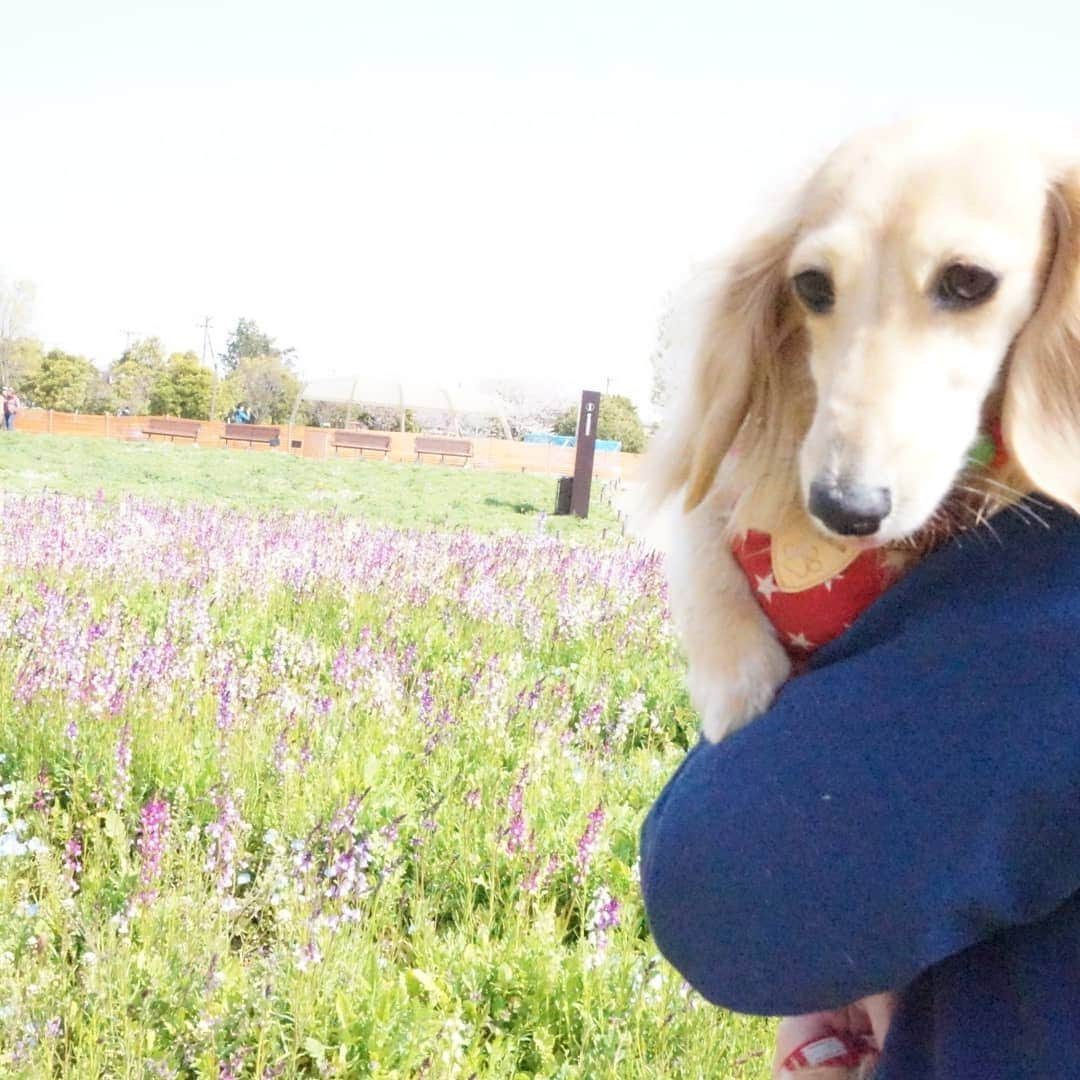 kazumiさんのインスタグラム写真 - (kazumiInstagram)「. ４月６日土曜日 . お婆ちゃんと一緒に 「木曽三川公園、チューリップ祭り」に行って来ました🐶🐶🌷🌷🌷 . いいお天気でルカ&レアもご機嫌\(* ¨̮*)/\(*¨̮ *)/💝 * * * #ルカ#ルーちゃん#レア#レアちゃん#愛犬#癒し#可愛い#ダックス#ダックスフンド#ミニチュアダックス#ミニチュアダックスフンド#木曽三川公園#チューリップ#めっちゃ綺麗#お散歩日和#ヤンチャ姫#シニア犬#レア日記#お爺ちゃん日記 #dachshund#miniaturedachshund#dachshund_world#dogstagram#dogofinstagram#dachshundsofinstagram#dachshundlove#instadog#cute#pretty#love」4月7日 15時30分 - dagumama