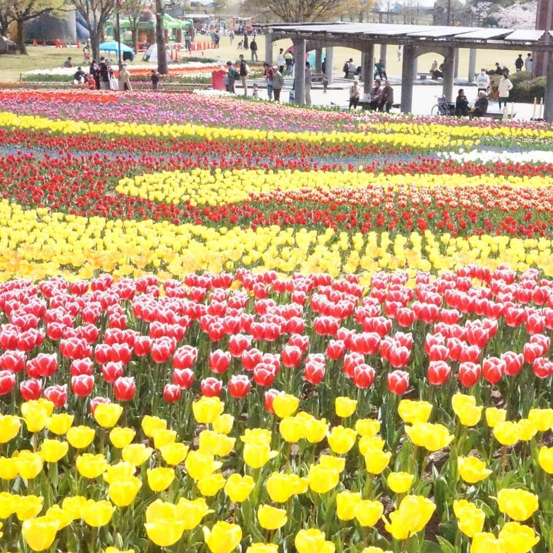 kazumiさんのインスタグラム写真 - (kazumiInstagram)「. ４月６日土曜日 . お婆ちゃんと一緒に 「木曽三川公園、チューリップ祭り」に行って来ました🐶🐶🌷🌷🌷 . いいお天気でルカ&レアもご機嫌\(* ¨̮*)/\(*¨̮ *)/💝 * * * #ルカ#ルーちゃん#レア#レアちゃん#愛犬#癒し#可愛い#ダックス#ダックスフンド#ミニチュアダックス#ミニチュアダックスフンド#木曽三川公園#チューリップ#めっちゃ綺麗#お散歩日和#ヤンチャ姫#シニア犬#レア日記#お爺ちゃん日記 #dachshund#miniaturedachshund#dachshund_world#dogstagram#dogofinstagram#dachshundsofinstagram#dachshundlove#instadog#cute#pretty#love」4月7日 15時30分 - dagumama