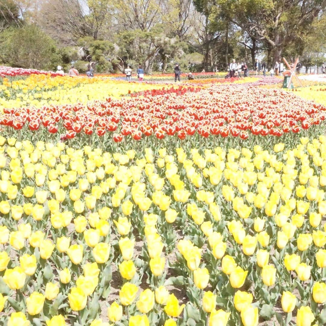 kazumiさんのインスタグラム写真 - (kazumiInstagram)「. ４月６日土曜日 . お婆ちゃんと一緒に 「木曽三川公園、チューリップ祭り」に行って来ました🐶🐶🌷🌷🌷 . いいお天気でルカ&レアもご機嫌\(* ¨̮*)/\(*¨̮ *)/💝 * * * #ルカ#ルーちゃん#レア#レアちゃん#愛犬#癒し#可愛い#ダックス#ダックスフンド#ミニチュアダックス#ミニチュアダックスフンド#木曽三川公園#チューリップ#めっちゃ綺麗#お散歩日和#ヤンチャ姫#シニア犬#レア日記#お爺ちゃん日記 #dachshund#miniaturedachshund#dachshund_world#dogstagram#dogofinstagram#dachshundsofinstagram#dachshundlove#instadog#cute#pretty#love」4月7日 15時30分 - dagumama