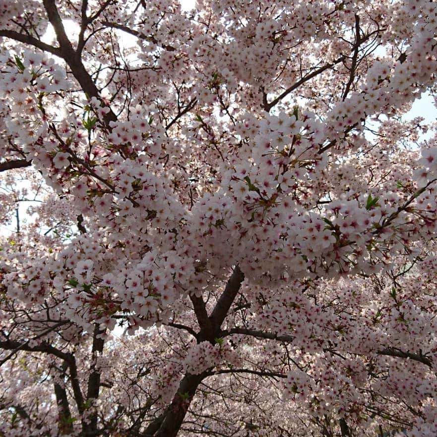 Kukkaさんのインスタグラム写真 - (KukkaInstagram)「花見 #桜 #sakura」4月7日 15時34分 - twtkukka