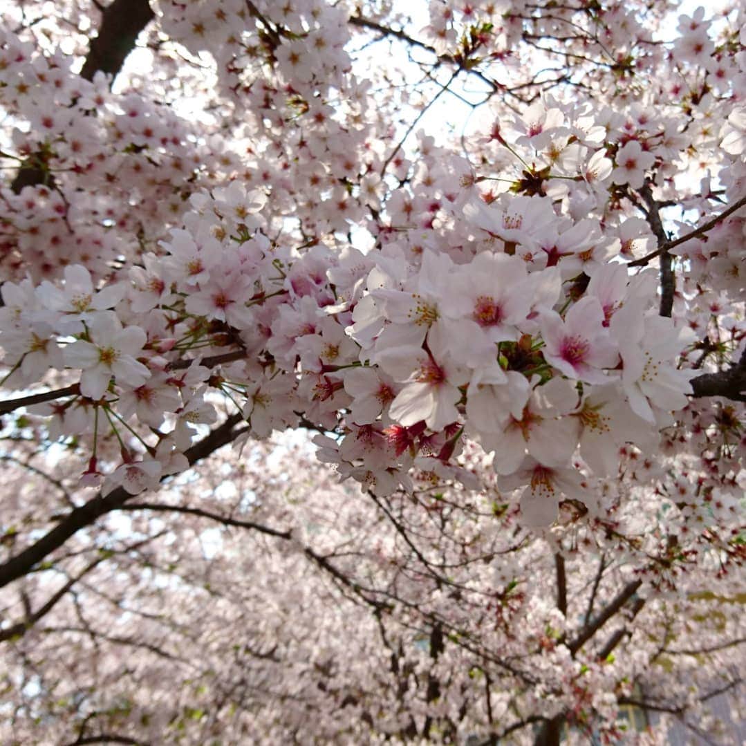 Kukkaさんのインスタグラム写真 - (KukkaInstagram)「花見 #桜 #sakura」4月7日 15時34分 - twtkukka