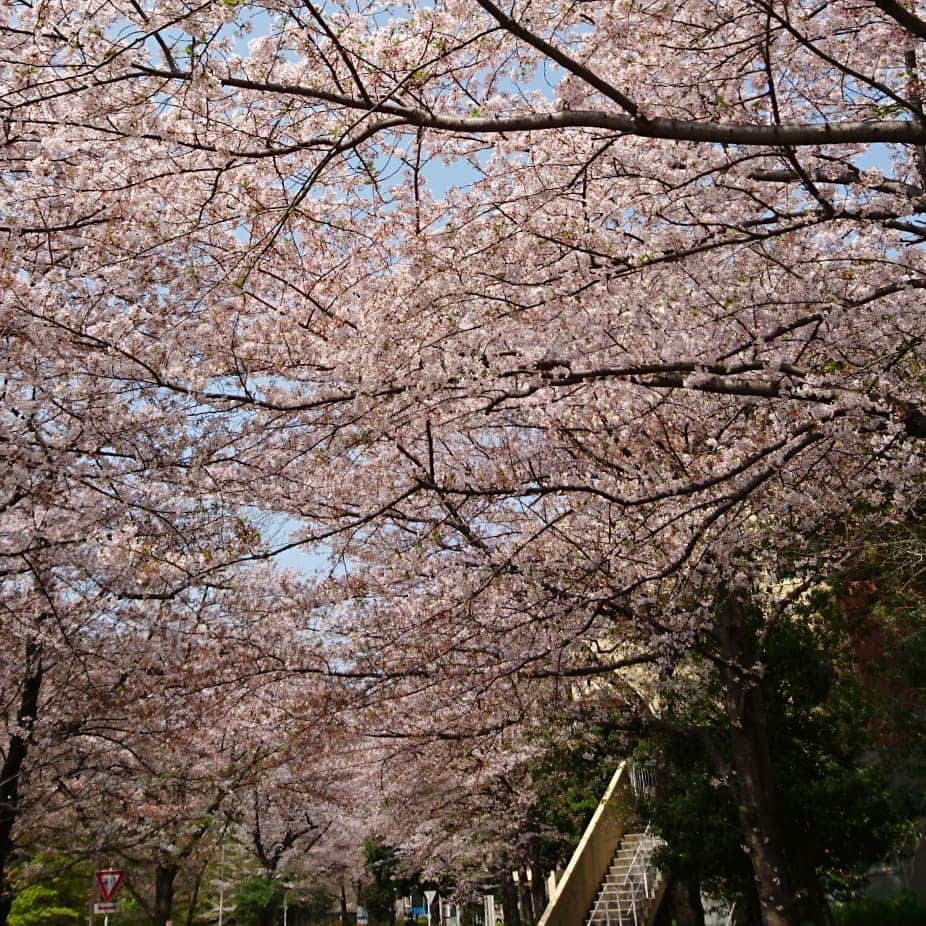 Kukkaさんのインスタグラム写真 - (KukkaInstagram)「花見 #桜 #sakura」4月7日 15時34分 - twtkukka