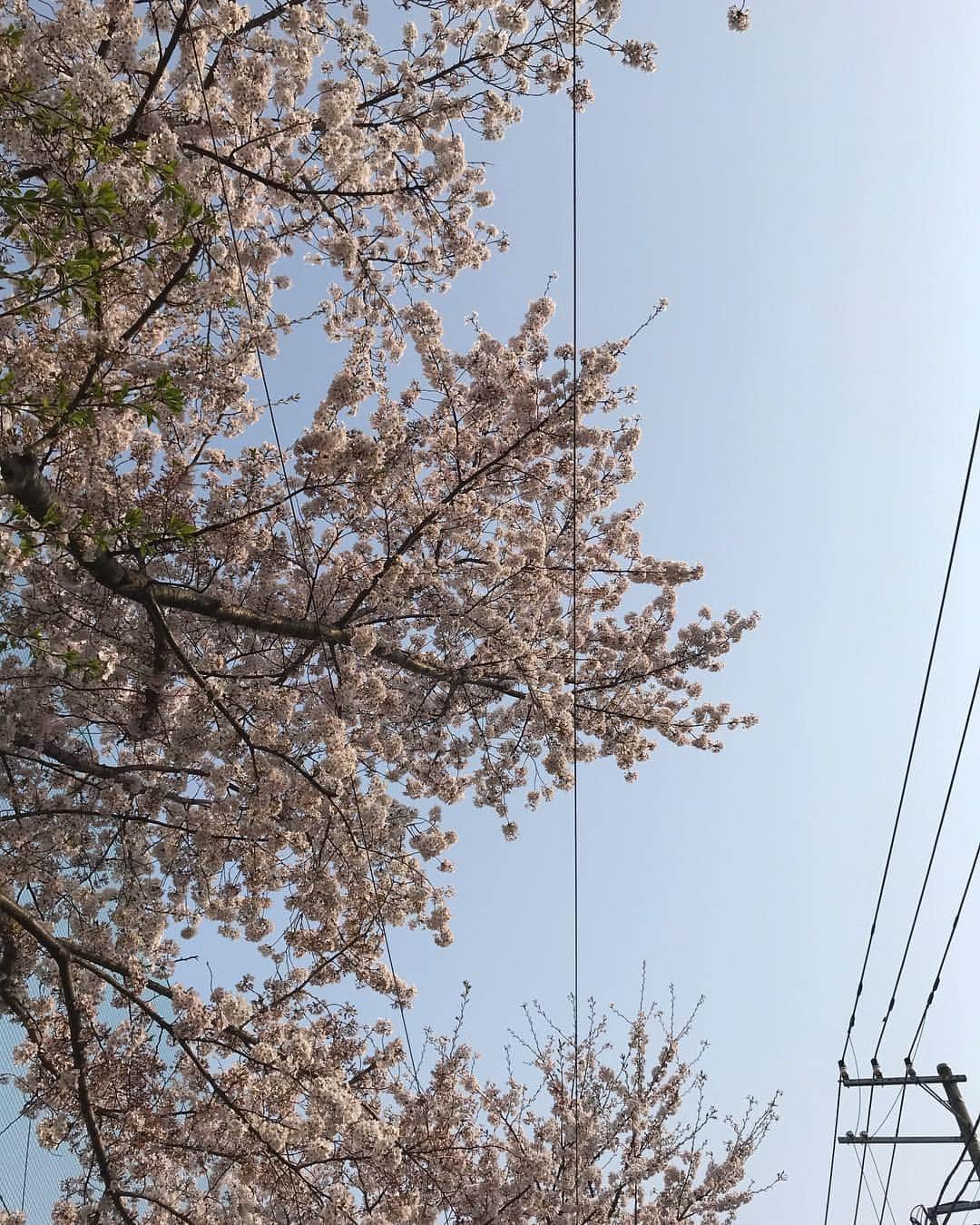 靖乃さんのインスタグラム写真 - (靖乃Instagram)「今日は暑いぐらいの快晴ですな☆ あっとゆー間にタンクトップの季節になるんやろね(←俺だけ？/笑)  今日お花見の方々は穏やかに過ごせるやろからゆっくり楽しんで〜♪ #靖乃 #桜」4月7日 15時47分 - yasuno_official
