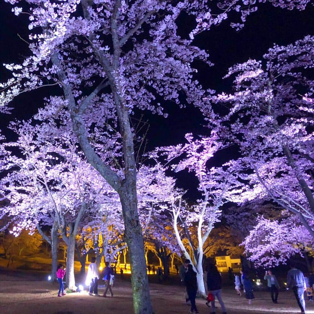 伊東市公式アカウントさんのインスタグラム写真 - (伊東市公式アカウントInstagram)「さくらの里夜桜観賞会、開催期間延長🌌  本日最終日の「さくらの里夜桜観賞会」は、現在ソメイヨシノが見頃を迎えて綺麗に咲き誇っていることから、期間を4月10日（水）まで延長します🌸 ぜひ、１年に一度の満開の桜を楽しんでください✨ . 画像は昨夜のさくらの里です☝️ . ❇️実施期間❇️ 4月10日（水）まで 各日18時から21時まで ﻿ #伊東﻿ #伊東市﻿ #静岡﻿ #いいね伊豆﻿ #静岡ツアーズ﻿ #大室山﻿ #さくらの里 #旅行﻿ #旅行好きな人と繋がりたい﻿ #旅行好き﻿ #桜 #ライトアップ #観光﻿ #観光スポット﻿ #国内旅行﻿ #春の花﻿ #動画﻿ #花好きな人と繋がりたい﻿ #花﻿ #lovers_nippon﻿ #love_bestjapan﻿ #japan_of_insta﻿ #nipponpic ﻿ #cherryblossoms #instaflowerpics﻿ #spring﻿ #springblooms﻿ #bloom﻿ #bonsaiart﻿ #japan_daytime_view」4月7日 15時46分 - itouji_official