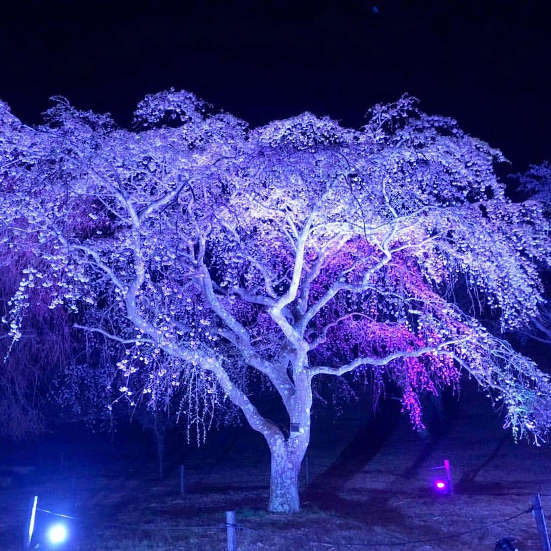 伊東市公式アカウントさんのインスタグラム写真 - (伊東市公式アカウントInstagram)「さくらの里夜桜観賞会、開催期間延長🌌  本日最終日の「さくらの里夜桜観賞会」は、現在ソメイヨシノが見頃を迎えて綺麗に咲き誇っていることから、期間を4月10日（水）まで延長します🌸 ぜひ、１年に一度の満開の桜を楽しんでください✨ . 画像は昨夜のさくらの里です☝️ . ❇️実施期間❇️ 4月10日（水）まで 各日18時から21時まで ﻿ #伊東﻿ #伊東市﻿ #静岡﻿ #いいね伊豆﻿ #静岡ツアーズ﻿ #大室山﻿ #さくらの里 #旅行﻿ #旅行好きな人と繋がりたい﻿ #旅行好き﻿ #桜 #ライトアップ #観光﻿ #観光スポット﻿ #国内旅行﻿ #春の花﻿ #動画﻿ #花好きな人と繋がりたい﻿ #花﻿ #lovers_nippon﻿ #love_bestjapan﻿ #japan_of_insta﻿ #nipponpic ﻿ #cherryblossoms #instaflowerpics﻿ #spring﻿ #springblooms﻿ #bloom﻿ #bonsaiart﻿ #japan_daytime_view」4月7日 15時46分 - itouji_official