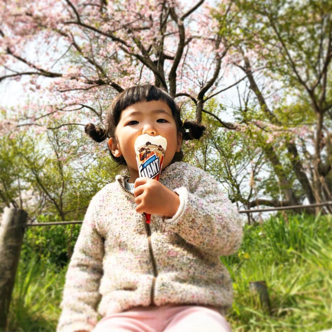 新井美穂さんのインスタグラム写真 - (新井美穂Instagram)「今日は娘と#吉祥寺#井之頭公園 へお散歩。今日もポカポカいい天気☀️#水色とピンク 好きな組み合わせのひとつ。晴れた日の桜コーデで🌸 今年の#満開桜 も今日で見納めかなー。 #平成最後のお花見 は#井の頭池 のボートからで🌸🌸🌸 #娘2歳10ヶ月#母娘お出かけ#週末お出かけ#お花見納め」4月7日 15時55分 - arai_miho