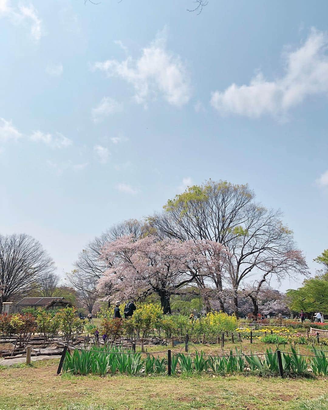 Yukari Imaiさんのインスタグラム写真 - (Yukari ImaiInstagram)「今日はパパが仕事になってしまったので、早朝花見へ代々木公園🌸 まだ綺麗だった💖🌸」4月7日 15時50分 - yukari_magnese
