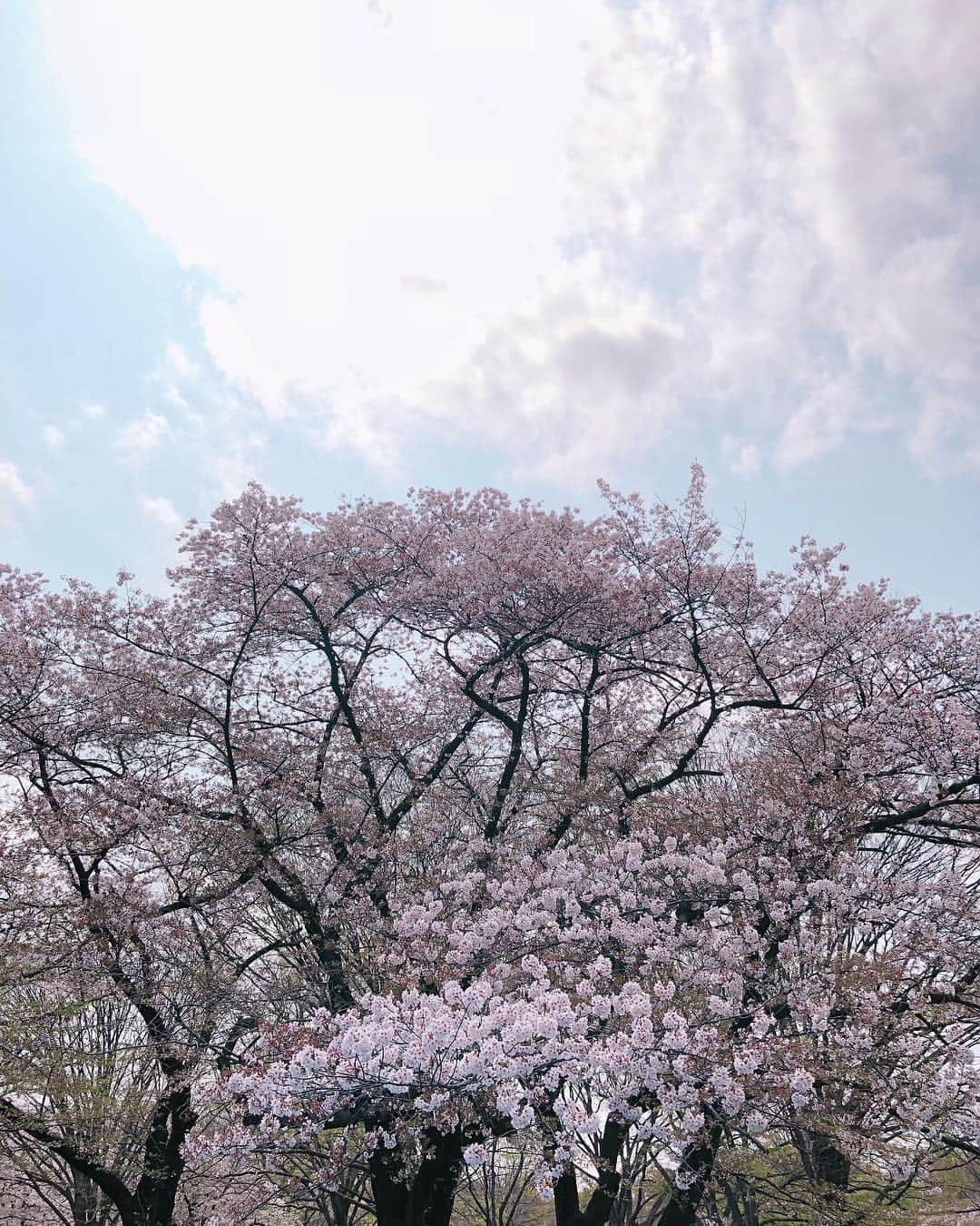 Yukari Imaiさんのインスタグラム写真 - (Yukari ImaiInstagram)「今日はパパが仕事になってしまったので、早朝花見へ代々木公園🌸 まだ綺麗だった💖🌸」4月7日 15時50分 - yukari_magnese