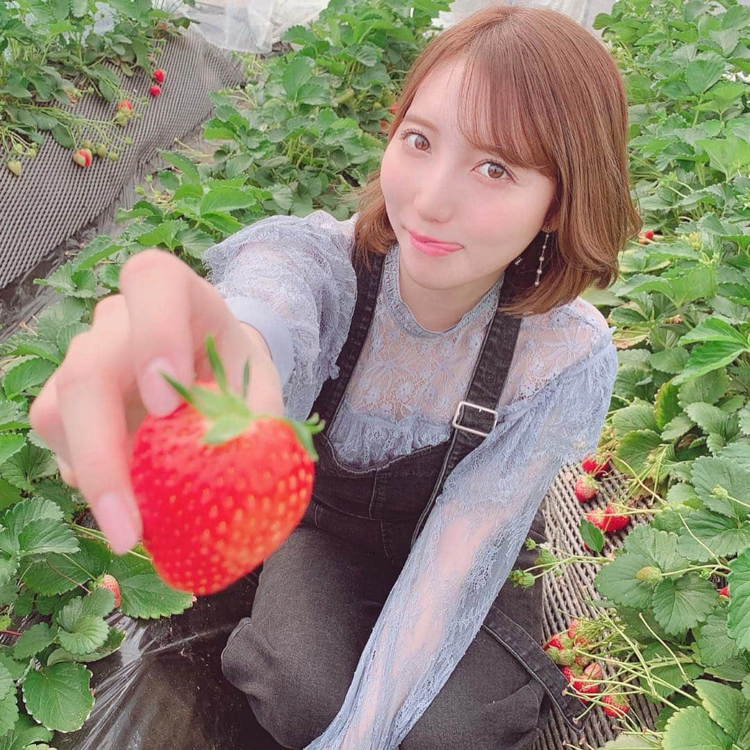 堀みづきさんのインスタグラム写真 - (堀みづきInstagram)「いちご狩りに今年も行ってきたよ🍓🍓 スカイベリーが大きくて甘くて大好き🥺💕 何個食べたでしょう？🍓 #栃木 #いちご狩り #いちごの里 #スカイベリー #いちご #大粒いちご #もぐもぐみづき」4月7日 15時54分 - mizuki_027