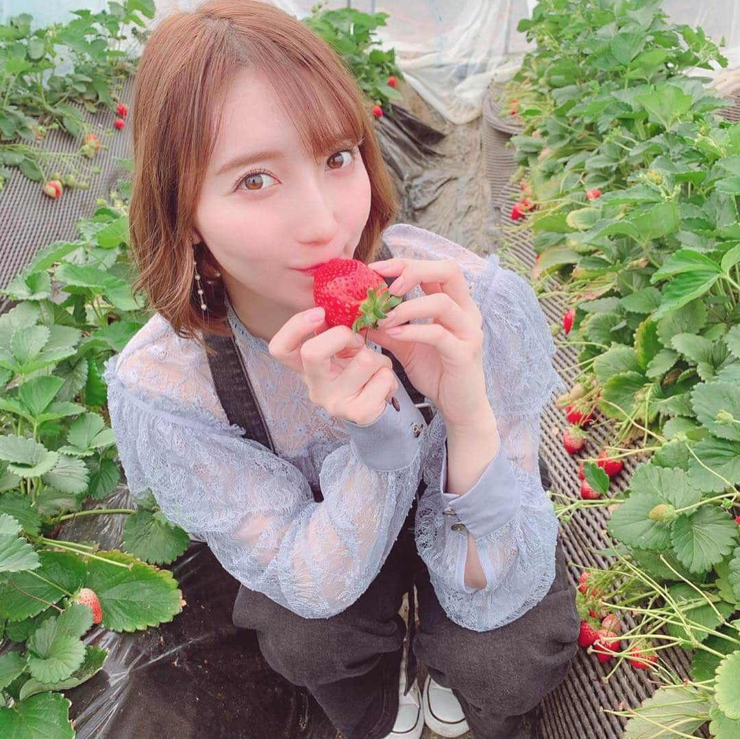 堀みづきさんのインスタグラム写真 - (堀みづきInstagram)「いちご狩りに今年も行ってきたよ🍓🍓 スカイベリーが大きくて甘くて大好き🥺💕 何個食べたでしょう？🍓 #栃木 #いちご狩り #いちごの里 #スカイベリー #いちご #大粒いちご #もぐもぐみづき」4月7日 15時54分 - mizuki_027