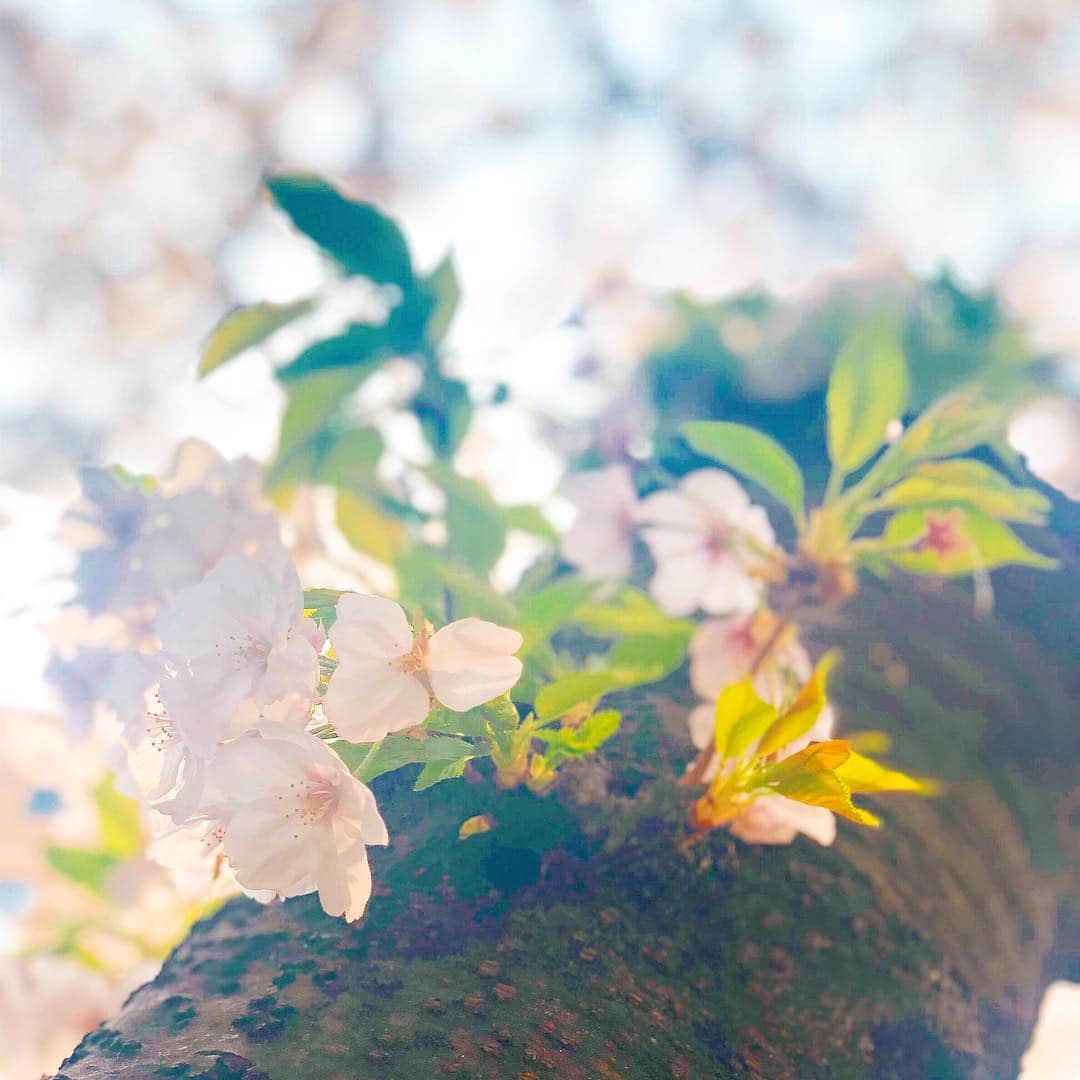 のインスタグラム：「昨日、お散歩の時に見た桜。﻿ ﻿ 桜の写真はもう十分たくさん撮ったんだけど、﻿ 周りの人が撮ってるのを見ると﻿ つい「撮っておこうかなぁ...」って﻿ なっちゃって、 ﻿ 「あぁ、人に流されがち...」﻿ ﻿ と思ったけど、﻿ 撮ってみたら綺麗で、﻿ 流されてみても﻿ 良い時はあるなぁと思いました。﻿ ﻿ #お散歩 #お花見 #桜 #🌸 #sakura #春﻿ #恵比寿」