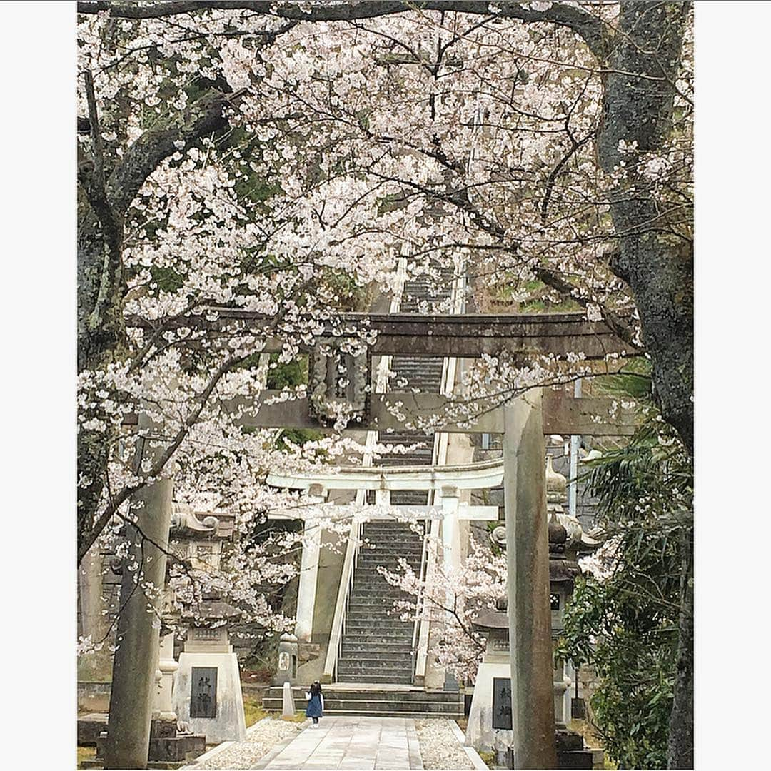 中川真依さんのインスタグラム写真 - (中川真依Instagram)「. 本日32歳を迎えました😳‼️✨ 朝からお祝いメールやメッセージをくれた皆様ありがとうございます❤️❤️❤️ なかなか年齢に心がついていきませんが、、、😅 1年前の今日は娘の100日のお宮参りやお食い初めをしてたなぁと娘の成長も感じております🥺💕 毎年恒例のいちごタルトでお祝いしてもらい、事務所からも素敵なお花が届きました🥰 ありがとうございます💛🧡 32歳も充実した1年になるよう日々過ごしていきたいです😊🎀 #mybirthday #32yearsold #happy #thankyou #love #someday #サムデイ #32歳 #母になって1年 #心は20代  #桜が満開 #感謝 #いい歳にします」4月7日 15時59分 - maimai.47