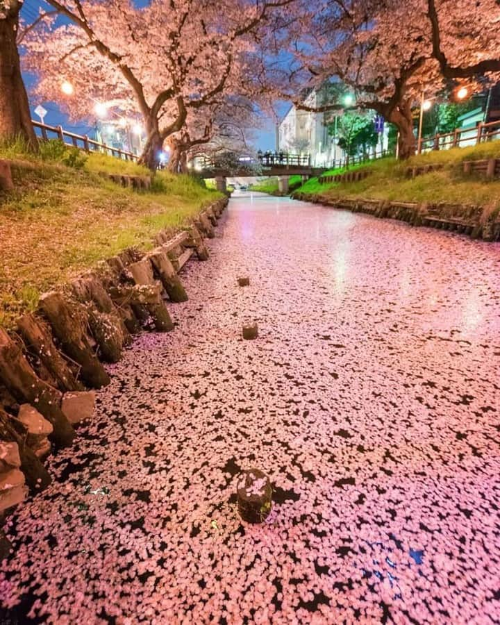 ニコンイメージングジャパン公式さんのインスタグラム写真 - (ニコンイメージングジャパン公式Instagram)「‖floral raft⠀ Photo by @sken02⠀ https://www.instagram.com/p/BvfyQ80l6W5/⠀ *⠀ ニコン機材で撮影された光をテーマにした写真に「 #light_nikon 」をつけてInstagramに投稿いただいた皆さんの作品を本アカウントで紹介させていただきます。⠀ （作品使用に関するガイドラインは本アカウントのプロフィールに記載しているURLからご覧ください）⠀ ⠀ #ニコン #nikon #一眼 #カメラ #camera #nikon📷 #nikonlove  #light_nikon #桜 #新河岸川」4月7日 16時00分 - nikonjp