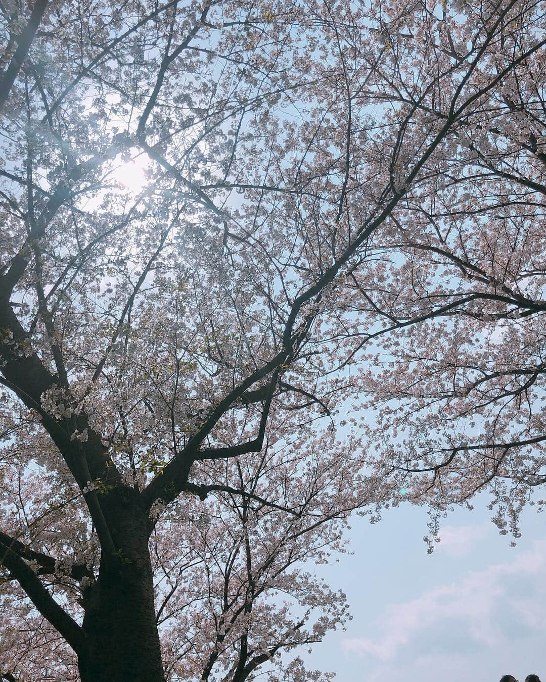 鈴木サチさんのインスタグラム写真 - (鈴木サチInstagram)「今日は姉家族と多摩川沿いでお花見🌸 天気も良くて、桜の下で気持ちよかったぁ😊👍👍 姪っ子(前髪切ってせつこになってた)は鼻が垂れてて可愛かった💕💕💕 #mama #mother #model #family #花見 #tamagawa #tokyo #japan」4月7日 16時07分 - sachi_suzuki