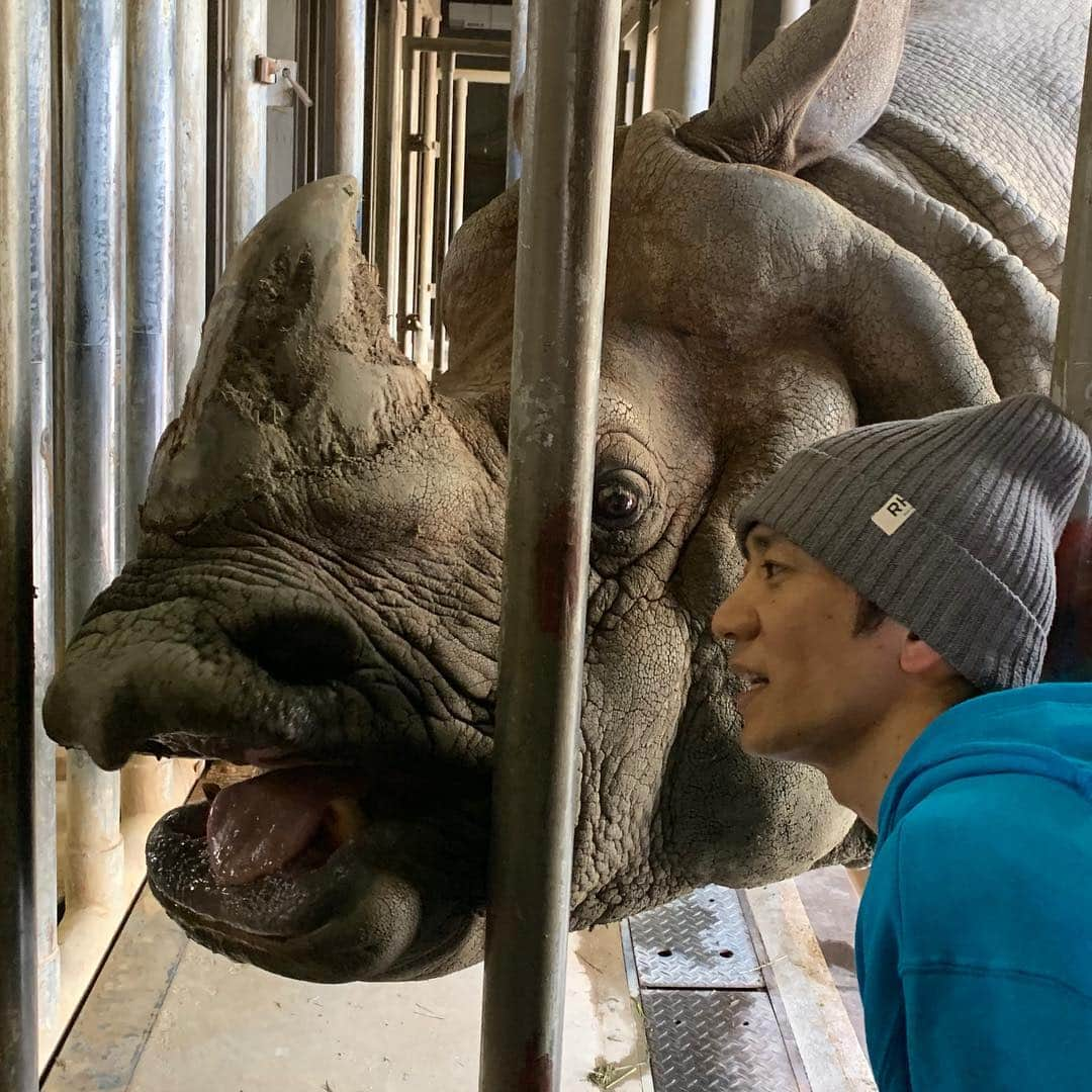 柴田英嗣さんのインスタグラム写真 - (柴田英嗣Instagram)「インドサイ  柴「サイの食べ物って草とか果物じゃんか、よくそんなにでかくなるね」 サ「知らないんだ。実は他にも食べるから」 柴「へーなに？」 サ「タケノコ」 柴「肉じゃねー！！」 #インドに居る #まーでしょーね #俺とのサイズ感 #顔がデカイからや #サイなのに何とツノが一本しかない #何とって言われても #泥遊び大好き #そんなに要らない情報」4月7日 16時08分 - shibata_untouchable