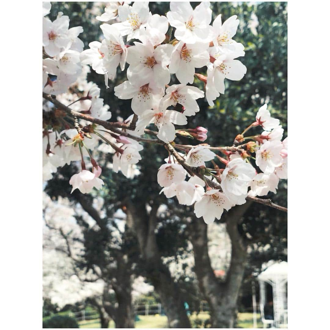 IIDA YURIさんのインスタグラム写真 - (IIDA YURIInstagram)「お花見🌸 . #淡路島 #春休み最後 #桜 #お花見」4月7日 16時09分 - yurima_ma