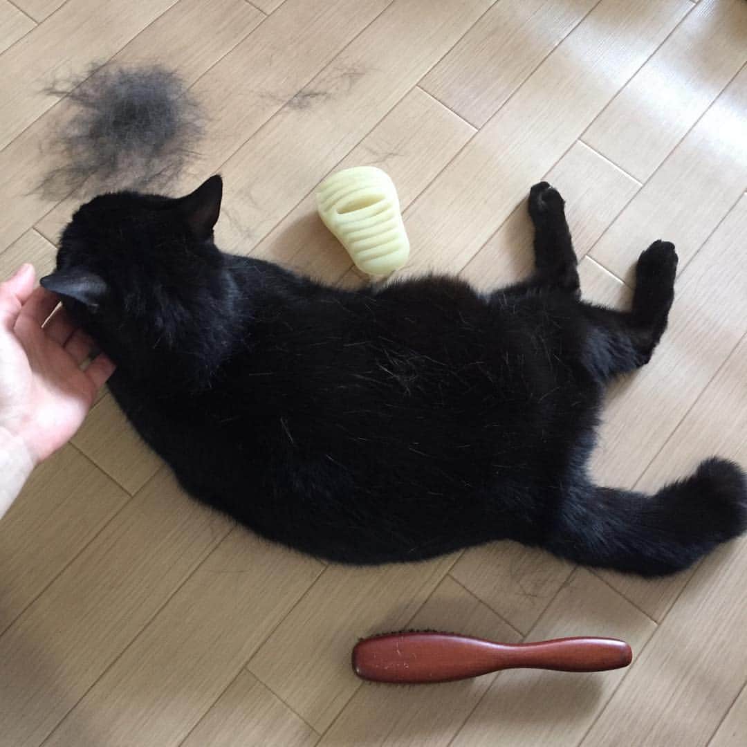 奥田恵梨華さんのインスタグラム写真 - (奥田恵梨華Instagram)「あったかいからいっぱい抜けますね。 #ブラッシング #猫 #黒猫 #ヨル氏 #換毛期」4月7日 16時11分 - erikaokuda_official