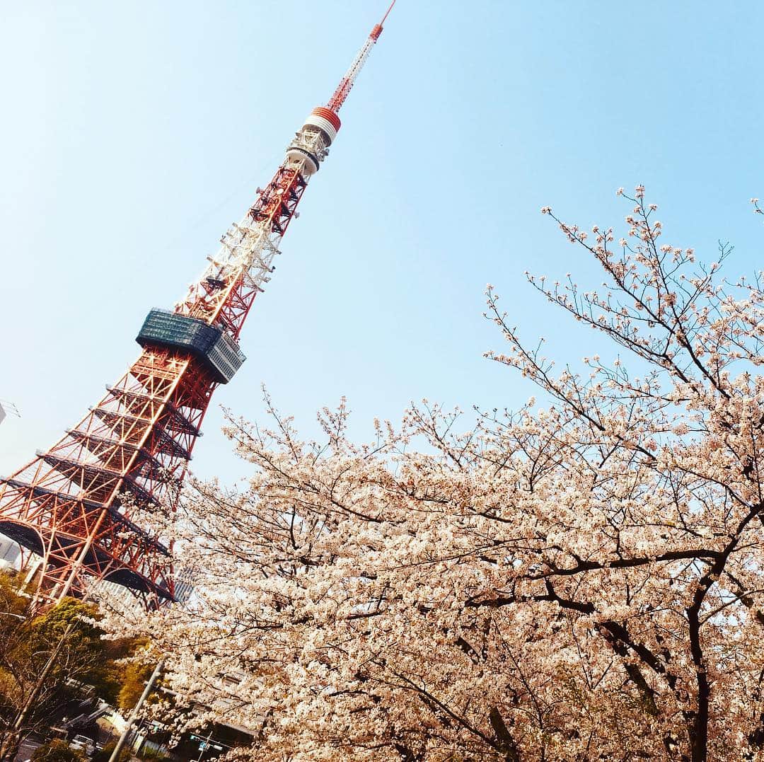 東京タワーさんのインスタグラム写真 - (東京タワーInstagram)「桜🌸もいいけどチューリップ🌷いいね。 #tokyotower_official  #tokyotower  #東京タワー  #お花見🌸」4月7日 16時11分 - tokyotower_official