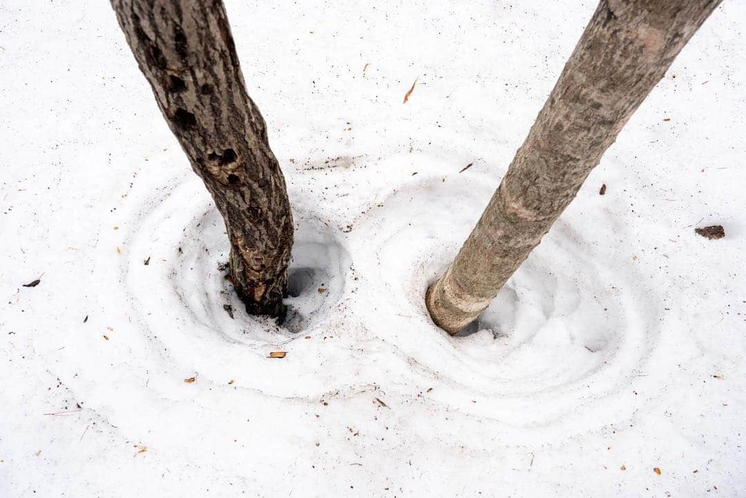 山人さんのインスタグラム写真 - (山人Instagram)「春を探すさんぽ。木の根元から雪が溶ける、根開きを見てきました。  #休日の過ごし方 #春探し #春風 #春の雪 #行くぜ東北 #adventure #西和賀町 #山人 #yamado #岩手 #iwate #東北 #日本 #japan #local #hiking #naturephotography #nature #japan_ig #散歩 #ウォーキング #新年度 #start #はじまり #桜」4月7日 16時22分 - yamado.official