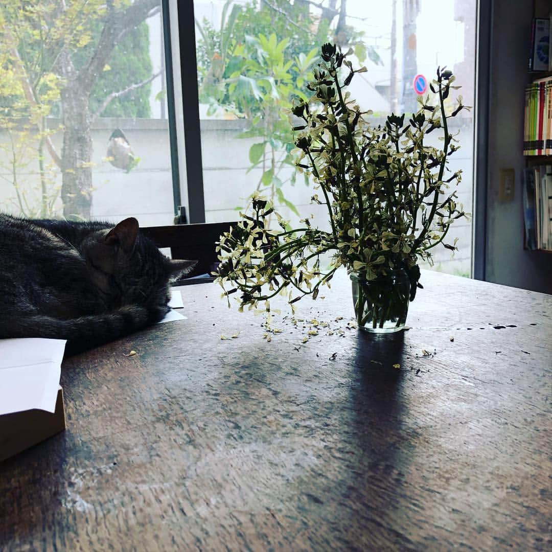 前北美弥子さんのインスタグラム写真 - (前北美弥子Instagram)「毎日見とれていたら伸びちゃった。食べそびれちゃった。種、とれないかしら、ルッコラの花。#bセンス #サステナごはん」4月7日 16時15分 - maekitam