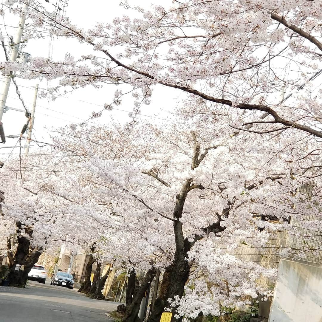 酒井美佳さんのインスタグラム写真 - (酒井美佳Instagram)「大阪帰ってきた～😊 桜が綺麗🌸  #酒井美佳 #MikaSakai #사카이미카 #プロボウラー #pleague #festaria #phiten #MKグループ #ドリスタスタジアム太田 #SSOSIO」4月7日 16時15分 - mika37mika