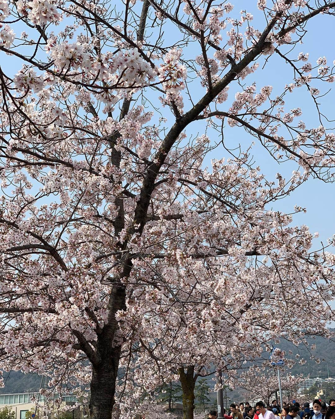 森上亜希子さんのインスタグラム写真 - (森上亜希子Instagram)「芦屋さくら祭りに行ってきました！ 桜もほぼ満開で良いお天気だったので、本当に沢山の人で賑わっていました。  この時期だけのお楽しみ🌸 一年かけて咲いてパッと散る。 この儚さがまた良いね。  #芦屋さくら祭り #桜 #ほぼ満開 #美しい #儚い #それまた素敵 #cherryblossom #fullbloom #tennis #tennisplayer #テニス」4月7日 16時16分 - akiko_morigami