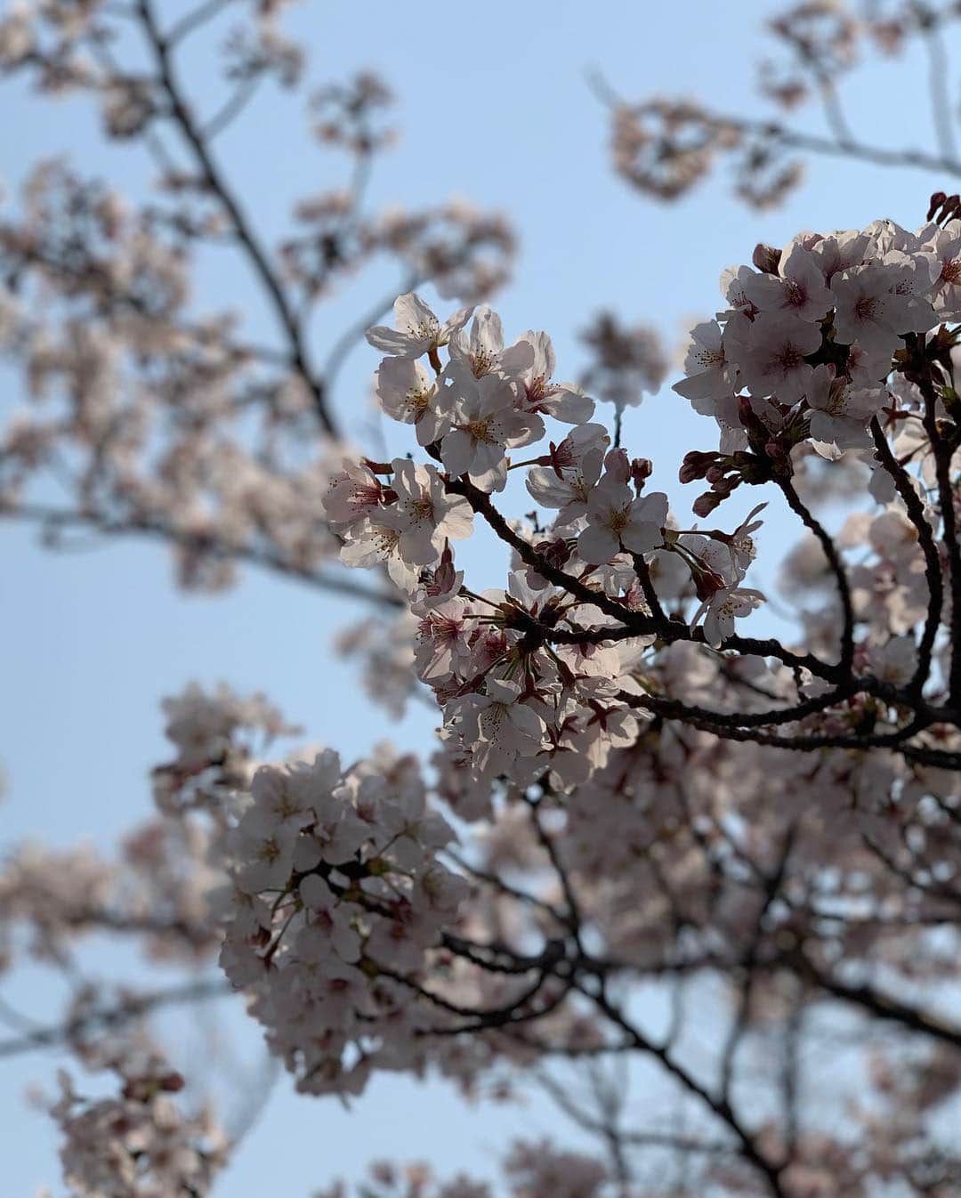 森上亜希子さんのインスタグラム写真 - (森上亜希子Instagram)「芦屋さくら祭りに行ってきました！ 桜もほぼ満開で良いお天気だったので、本当に沢山の人で賑わっていました。  この時期だけのお楽しみ🌸 一年かけて咲いてパッと散る。 この儚さがまた良いね。  #芦屋さくら祭り #桜 #ほぼ満開 #美しい #儚い #それまた素敵 #cherryblossom #fullbloom #tennis #tennisplayer #テニス」4月7日 16時16分 - akiko_morigami