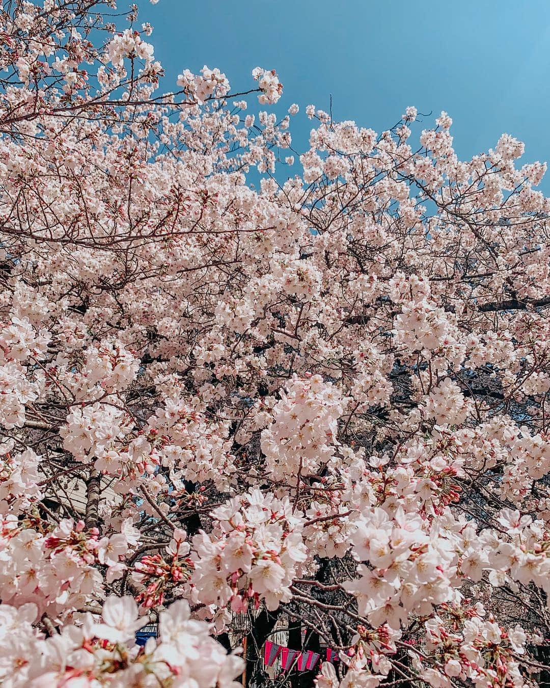 植野有砂さんのインスタグラム写真 - (植野有砂Instagram)「Sakura 2019🌸🌸🌸🌸🌸先週仕事の合間に桜と写真💗目黒川は毎日通るから毎日桜が見られて幸せ😌🌸 #sakura #cherryblossom #🌸」4月7日 16時21分 - alisaueno