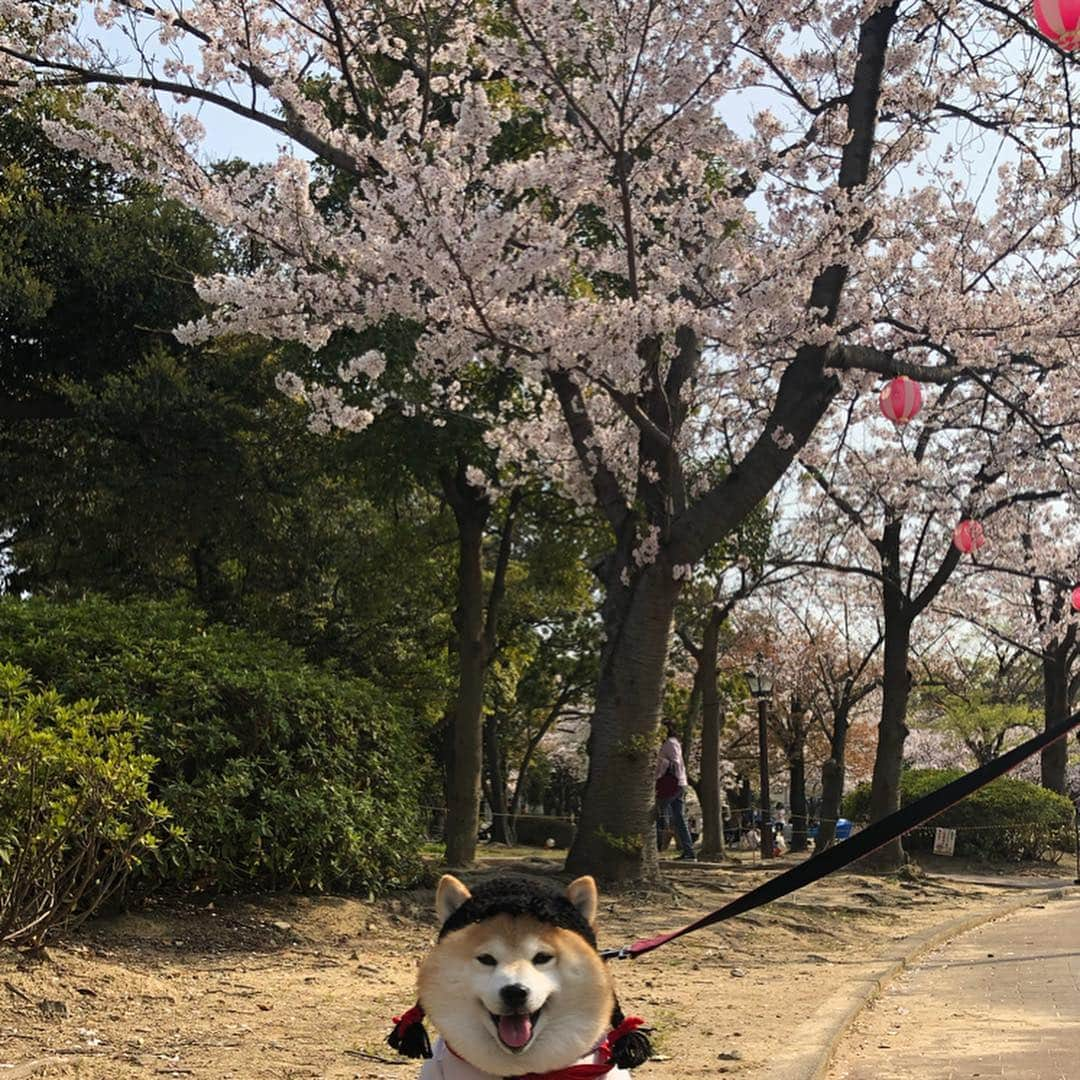 いなりさんのインスタグラム写真 - (いなりInstagram)「今日は明石公園へお花見に行ってきました♡ •*¨*•.¸¸☆*･ﾟ 小分けにして投稿していきます!! •*¨*•.¸¸☆*･ﾟ #碧南3大花まつり2019  #碧南市明石公園  #いい迷惑なニット帽 #いい迷惑なおさげニット帽  #柴 #しば #しばいぬ #日本犬 #いぬバカ部 #犬#shiba #shibainu  #shibadog #shibarbucks #shibastagram #japanesedog」4月7日 16時35分 - shibainuinari