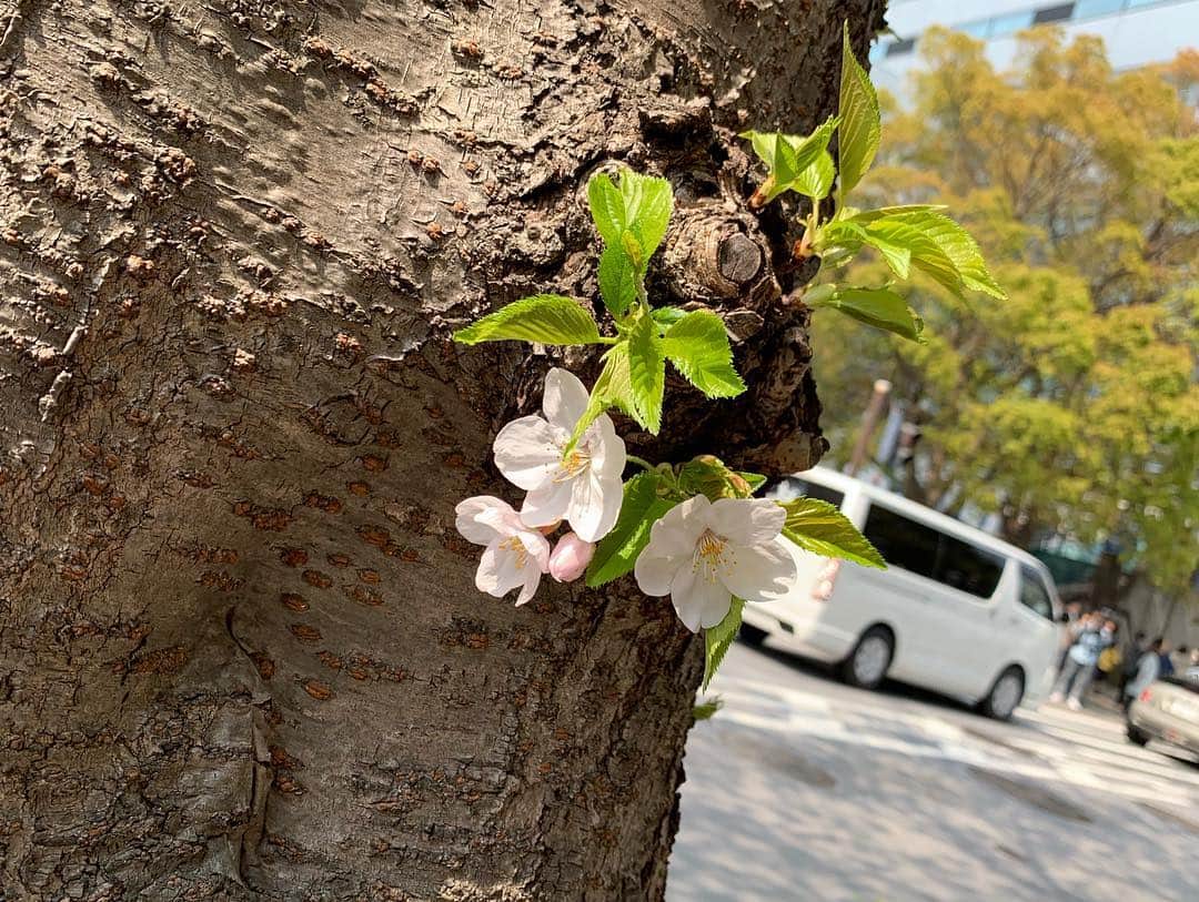 ジャング・ウネ・サングさんのインスタグラム写真 - (ジャング・ウネ・サングInstagram)「벚꽃반 풀반 🌸🌿」4月7日 16時39分 - junghyesung91