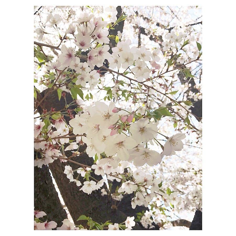藤森香衣さんのインスタグラム写真 - (藤森香衣Instagram)「今年もありがとう🌸  お気に入りの桜の木に、今年も会いに行けた。  #cherryblossoms #beautifulseason #tokyo #桜 #満開 #お花見 #散り際 #桜吹雪 #花吹雪 #美しい #バイバイ #また来年」4月7日 16時48分 - kaefujimori