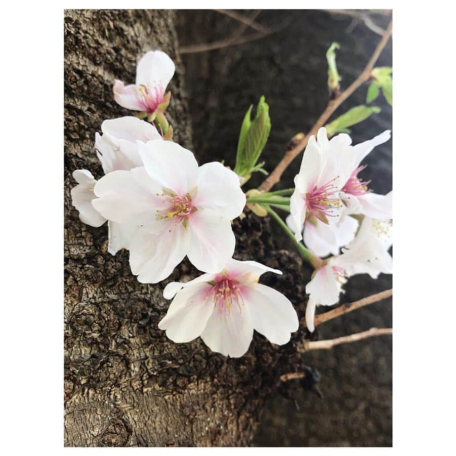 藤森香衣さんのインスタグラム写真 - (藤森香衣Instagram)「今年もありがとう🌸  お気に入りの桜の木に、今年も会いに行けた。  #cherryblossoms #beautifulseason #tokyo #桜 #満開 #お花見 #散り際 #桜吹雪 #花吹雪 #美しい #バイバイ #また来年」4月7日 16時48分 - kaefujimori