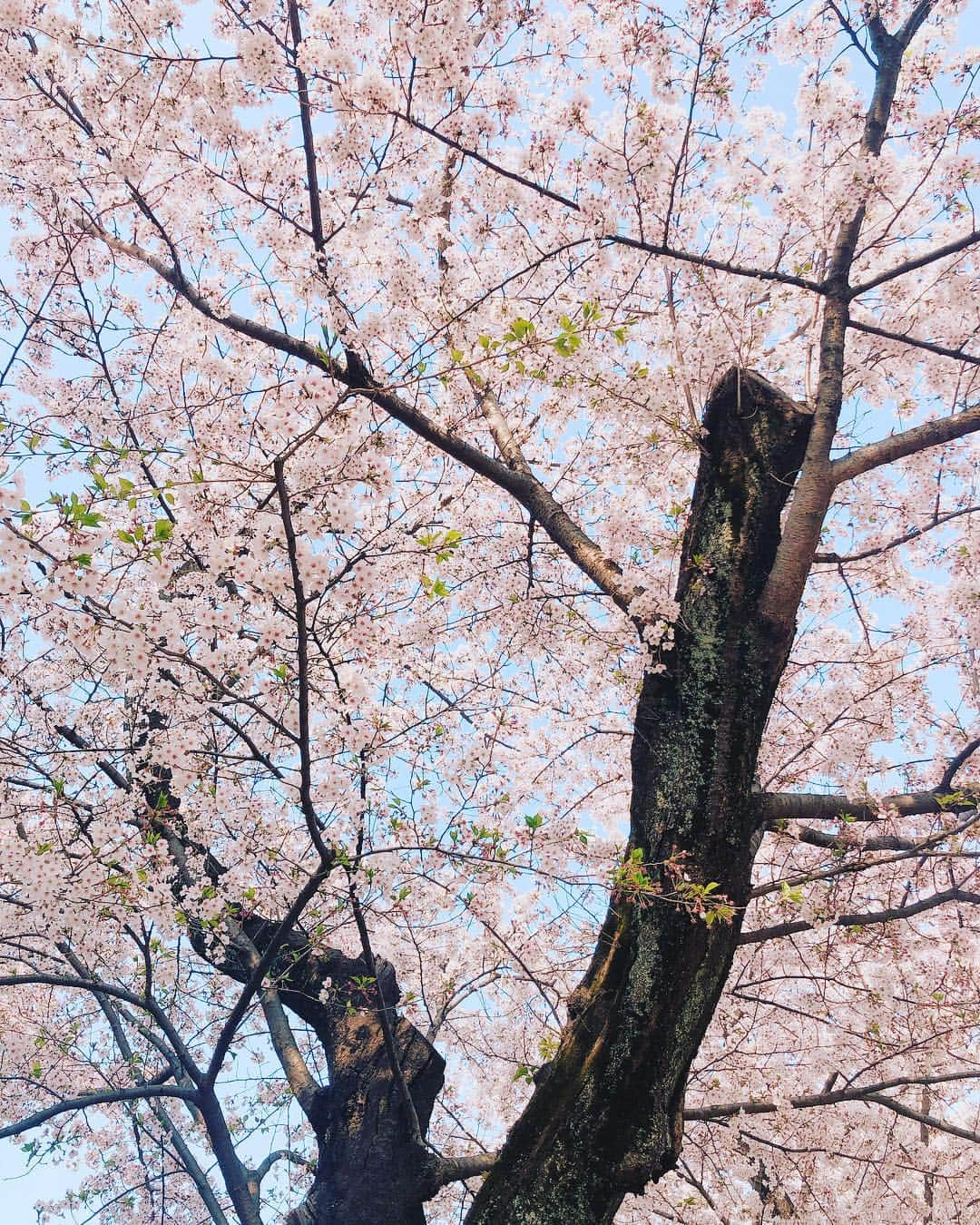 東出真緒さんのインスタグラム写真 - (東出真緒Instagram)「最高の花見日和🌸🌸 お花みたいな面子でHappy〜💕💕 あったかくていいなぁ〜 . #花見 #下北沢女子会 #最高だな #ttis」4月7日 16時44分 - mao_bigmama_vn